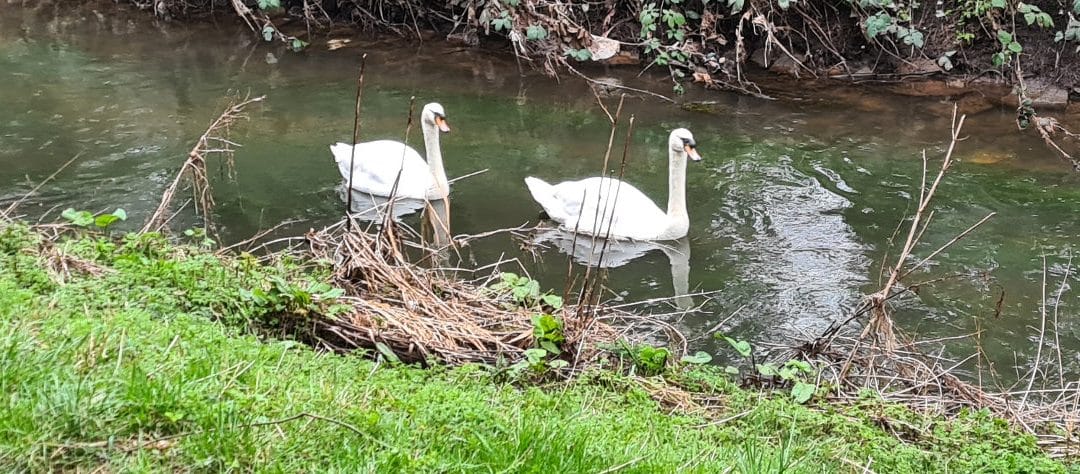 Swans on the River Leen