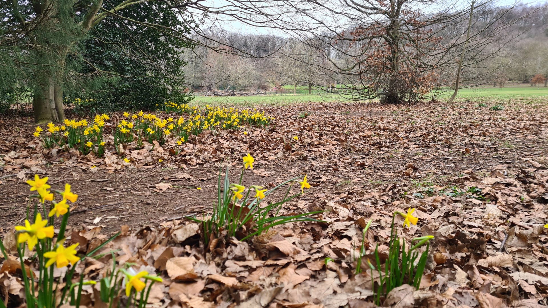 Daffodils in Bramcote Park